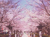 サクラ一直線