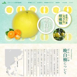 JA八代果実選果場 八代が誇る世界一の「晩白柚」